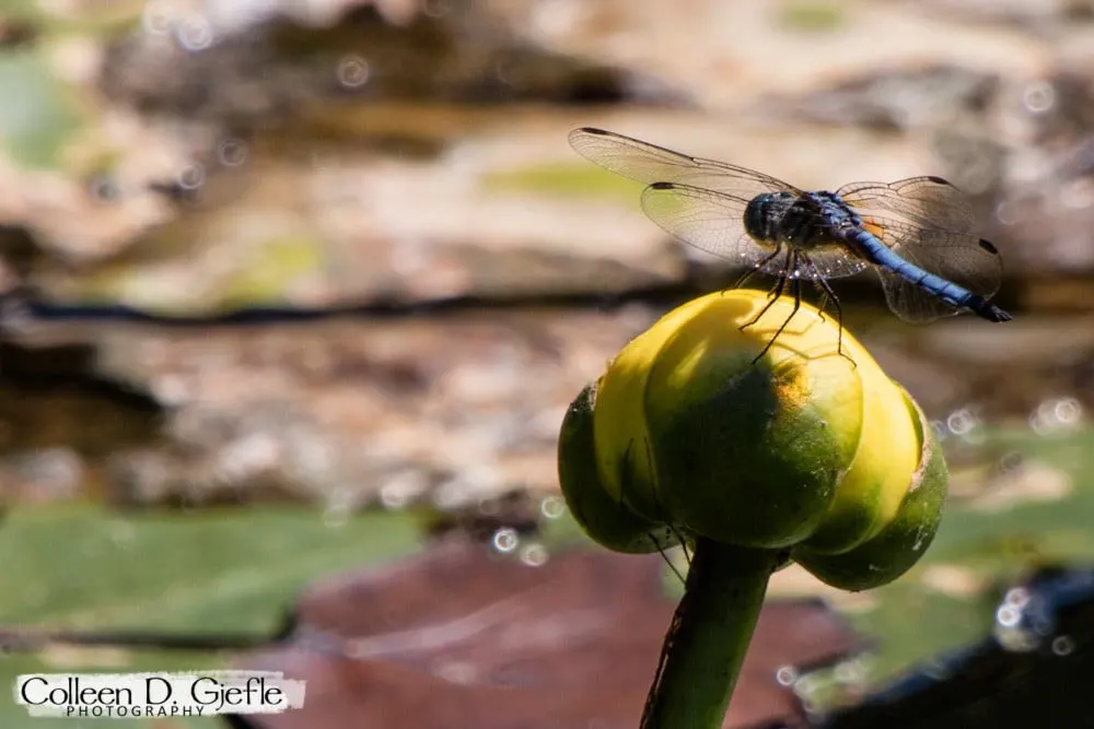 Dragonfly on a lotus bulb